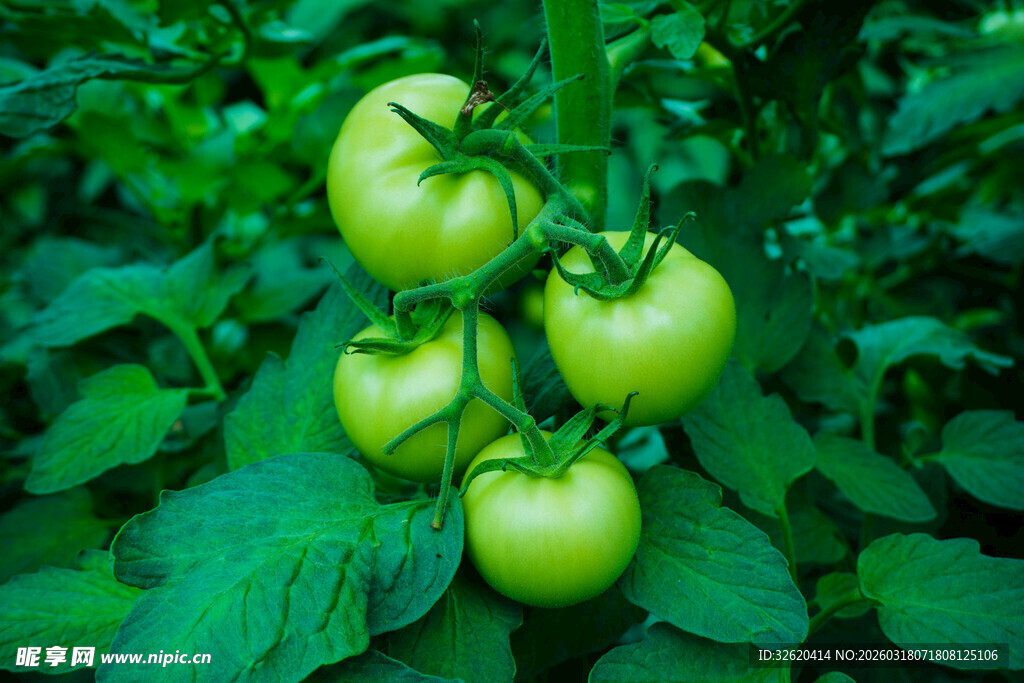 青嫩番茄挂于绿叶间