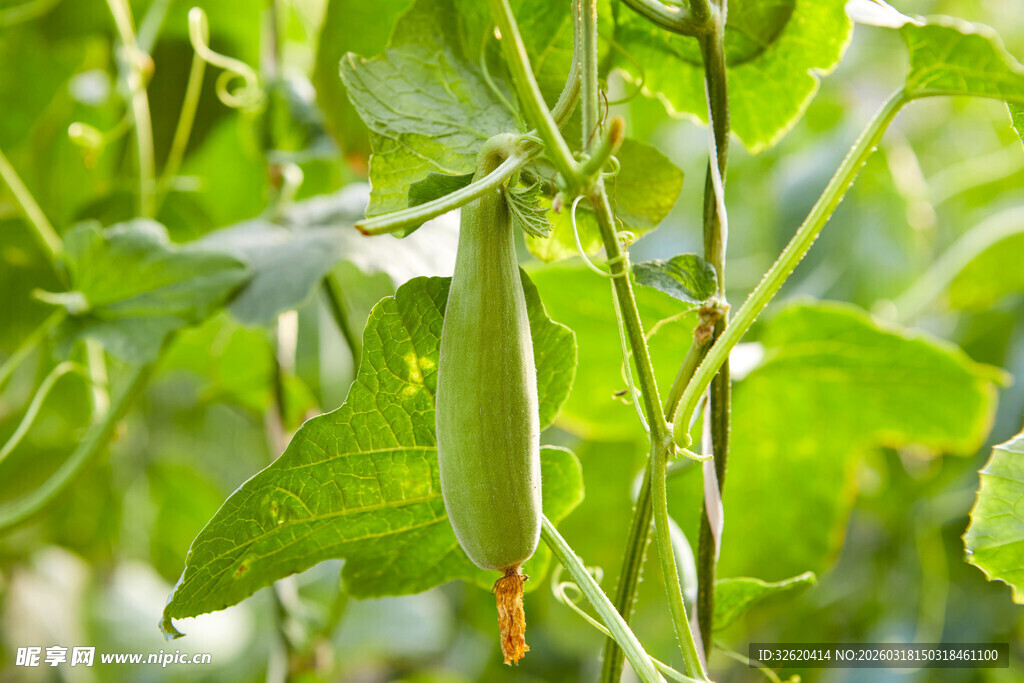 蜜瓜