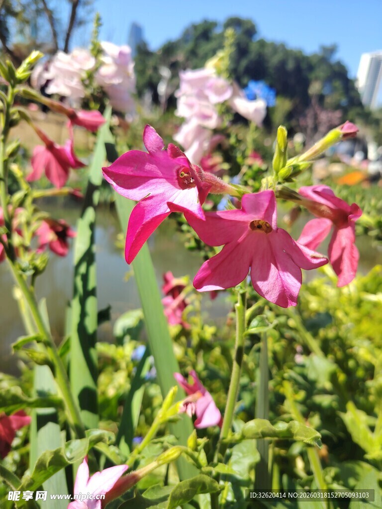 娇艳绽放的多彩花卉