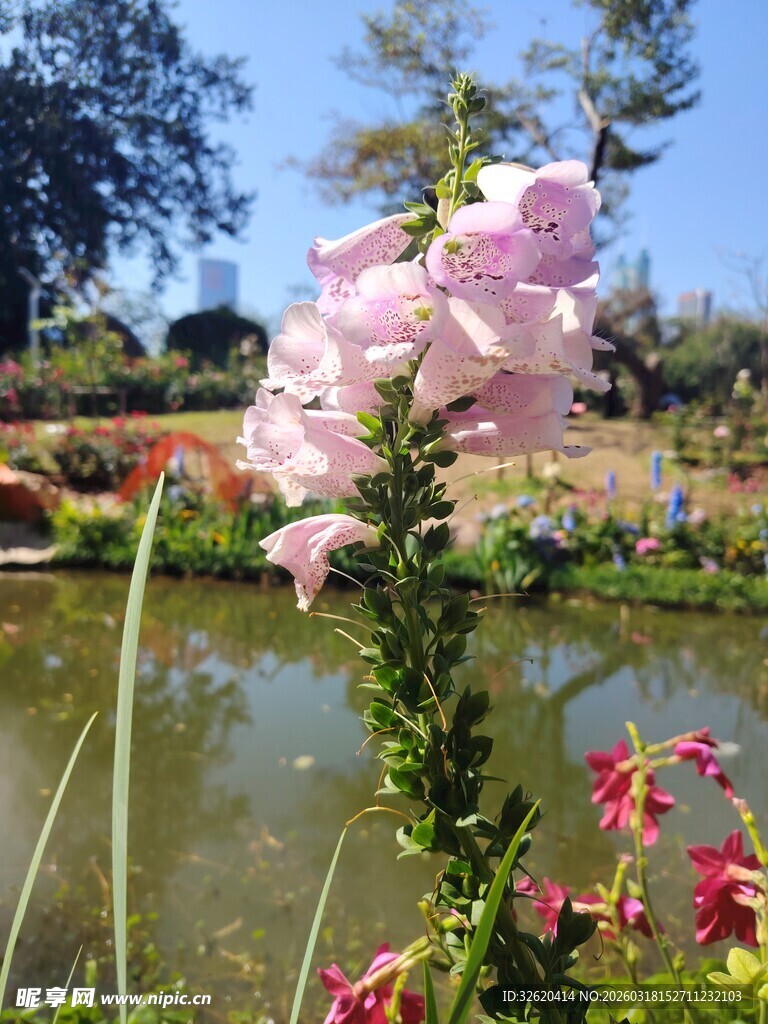 湖畔绽放的娇艳花卉