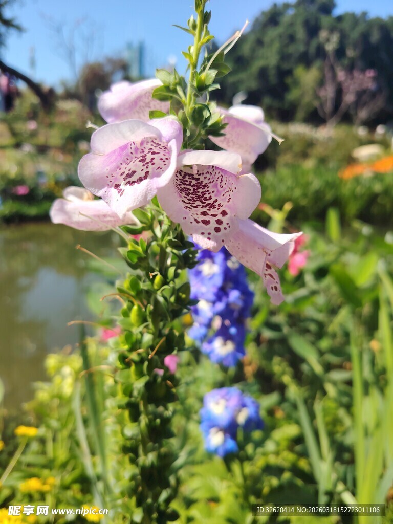 湖畔绽放的多彩花卉