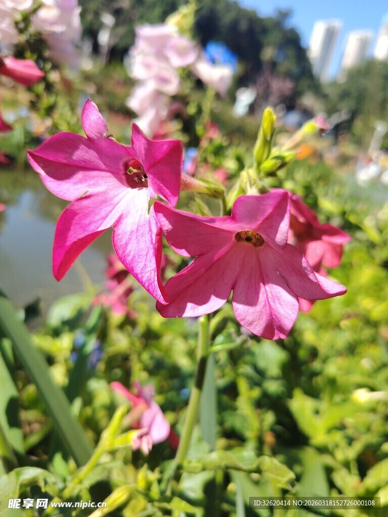 娇艳粉色花朵绽放