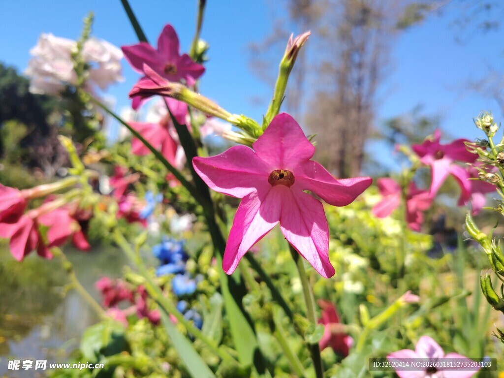 娇艳粉色小花绽放美景
