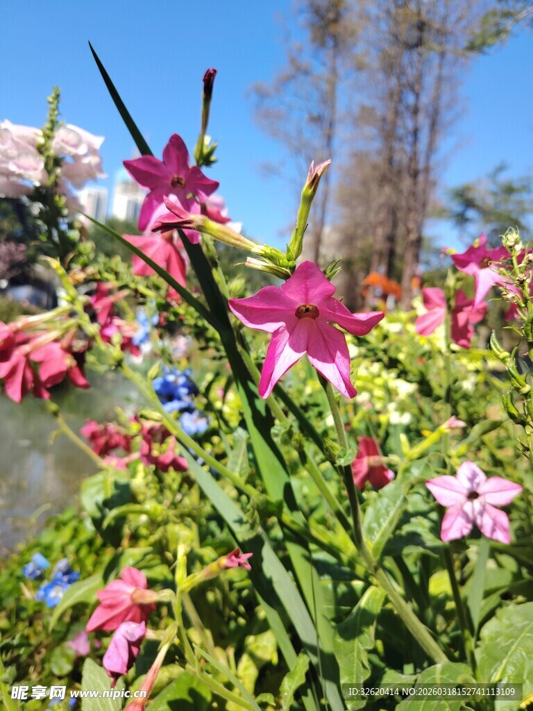 娇艳绽放的多彩花卉