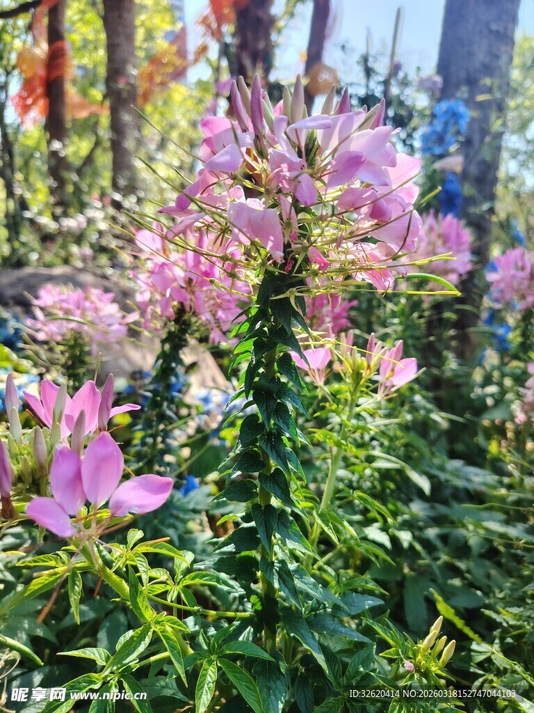 娇艳绽放的粉色花卉