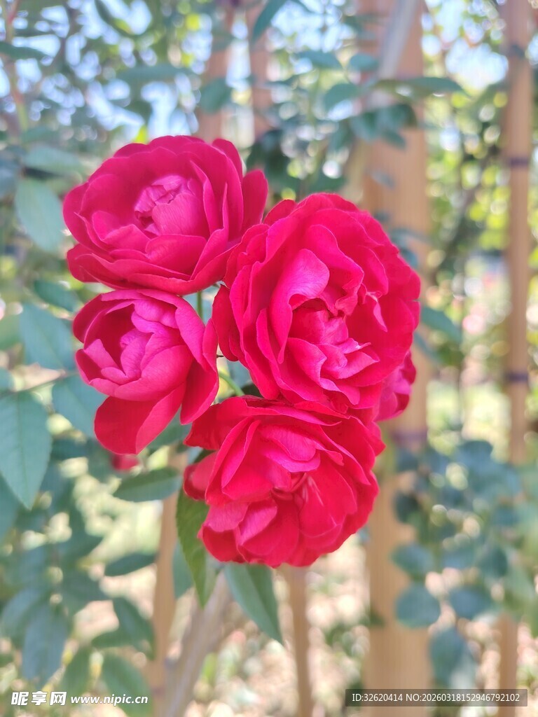 娇艳红玫瑰绽放于林间