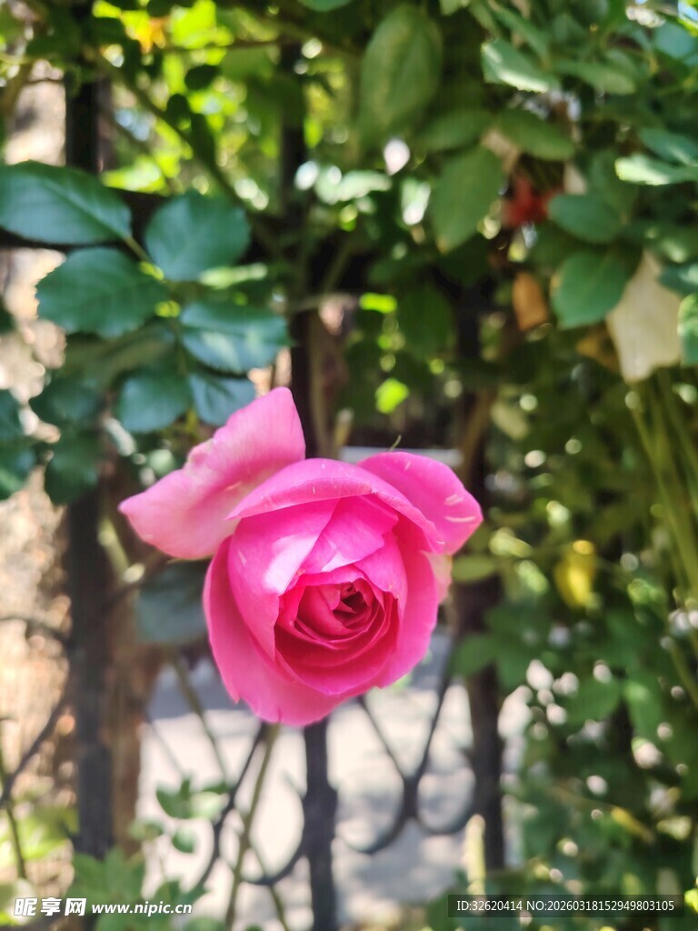 娇艳粉色玫瑰绽放绿叶间