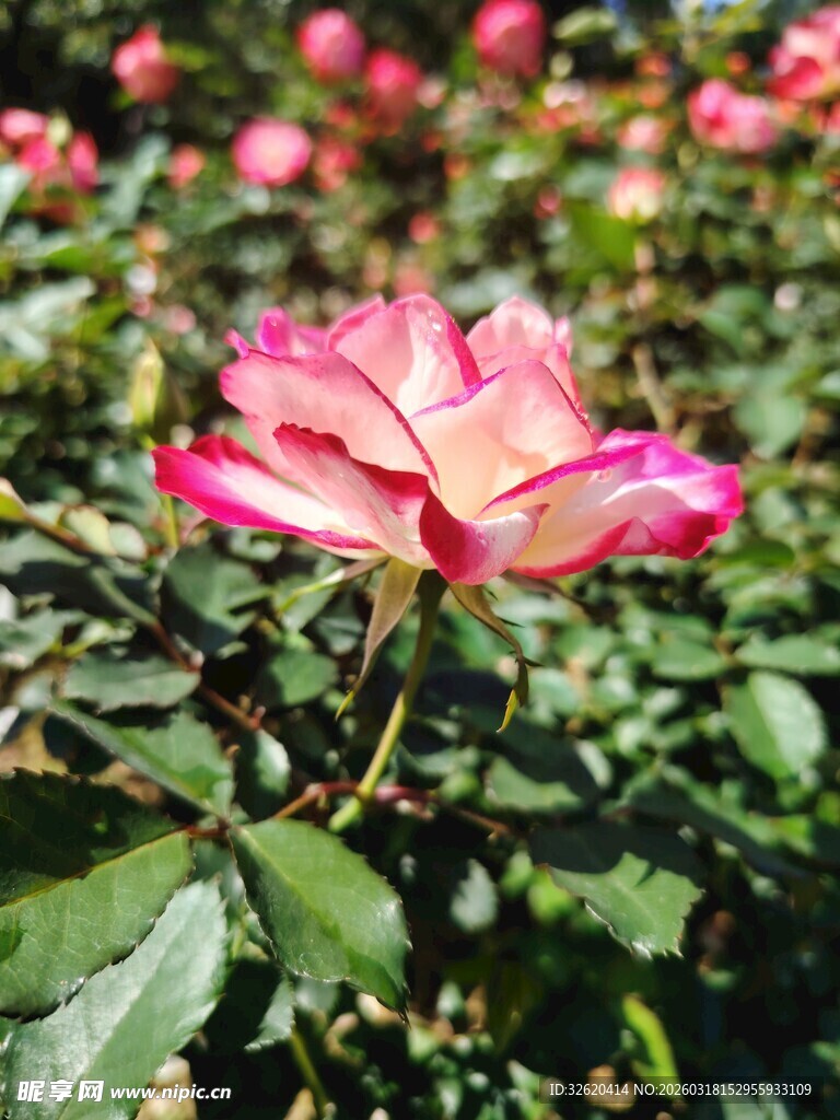 娇艳双色月季花绽放