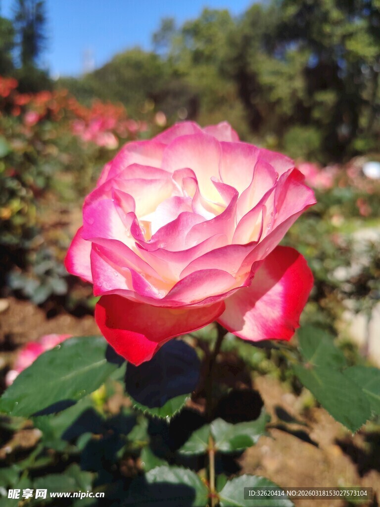 娇艳粉色玫瑰绽放