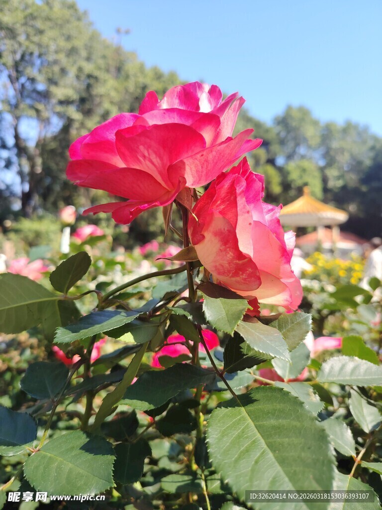 娇艳欲滴的盛开红玫瑰