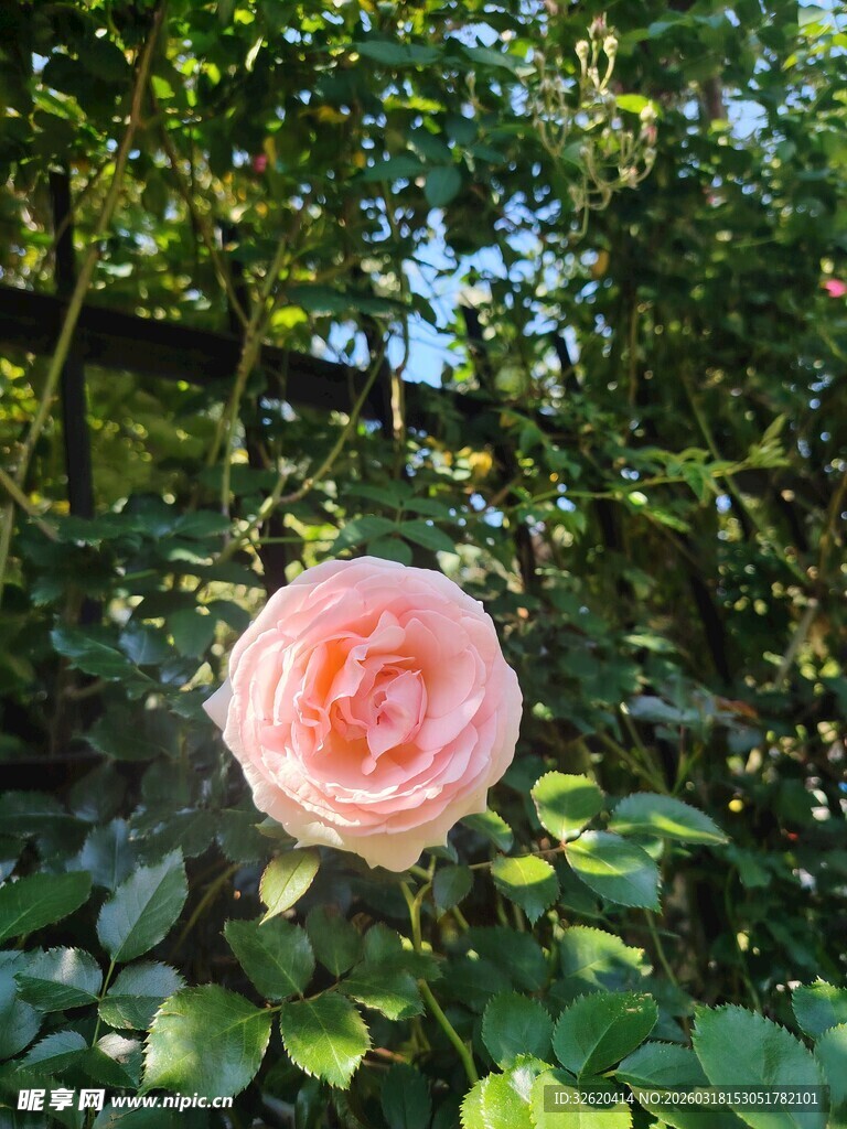 月季花