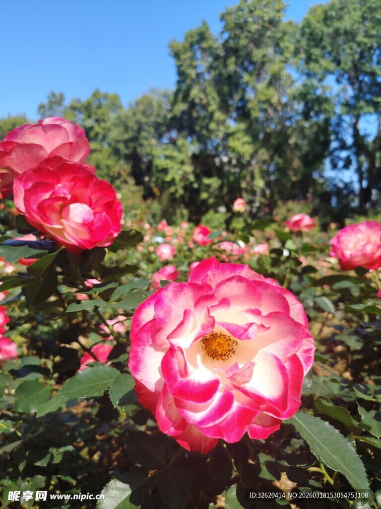 月季花