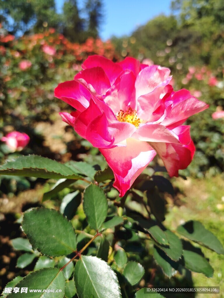 月季花