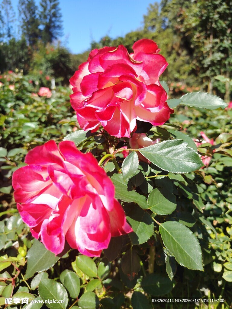 娇艳欲滴的两朵红玫瑰