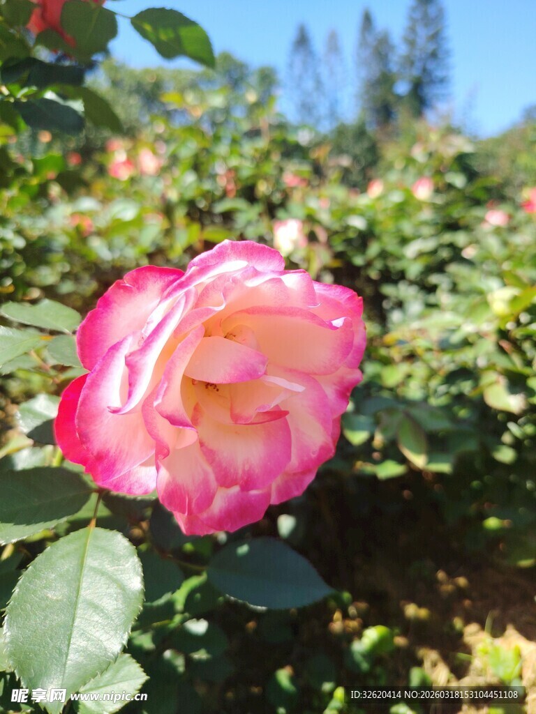 月季花