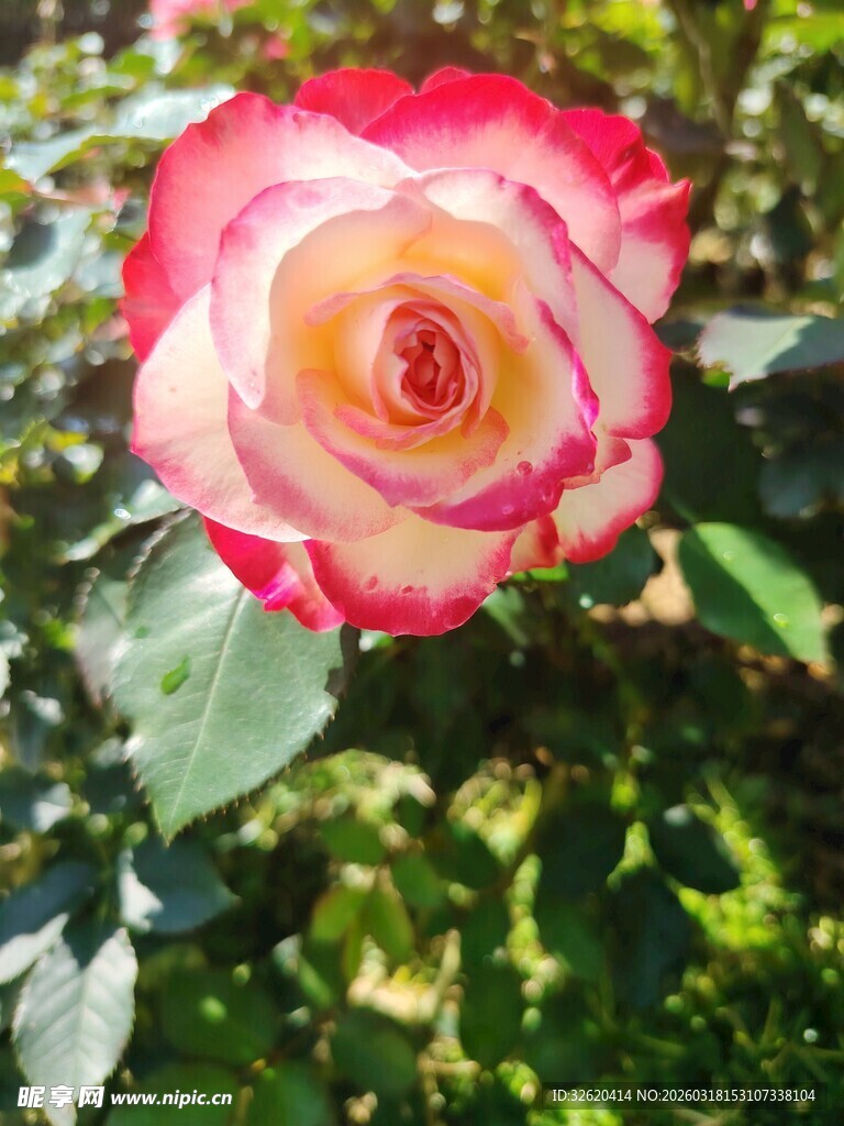 娇艳双色玫瑰花绽放