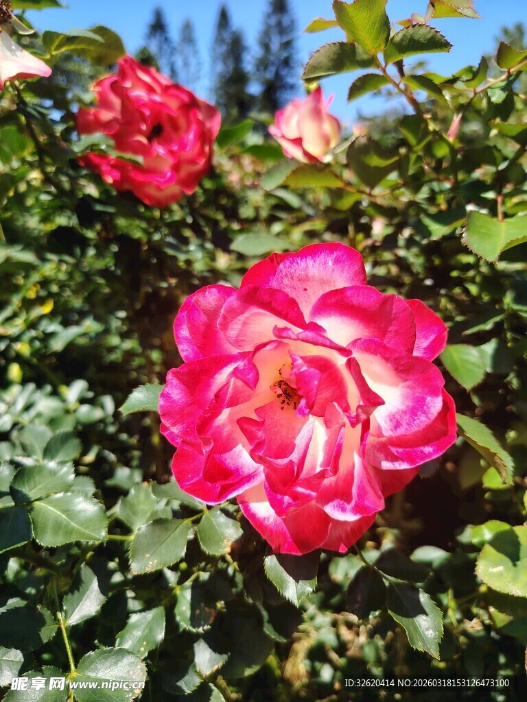 月季花