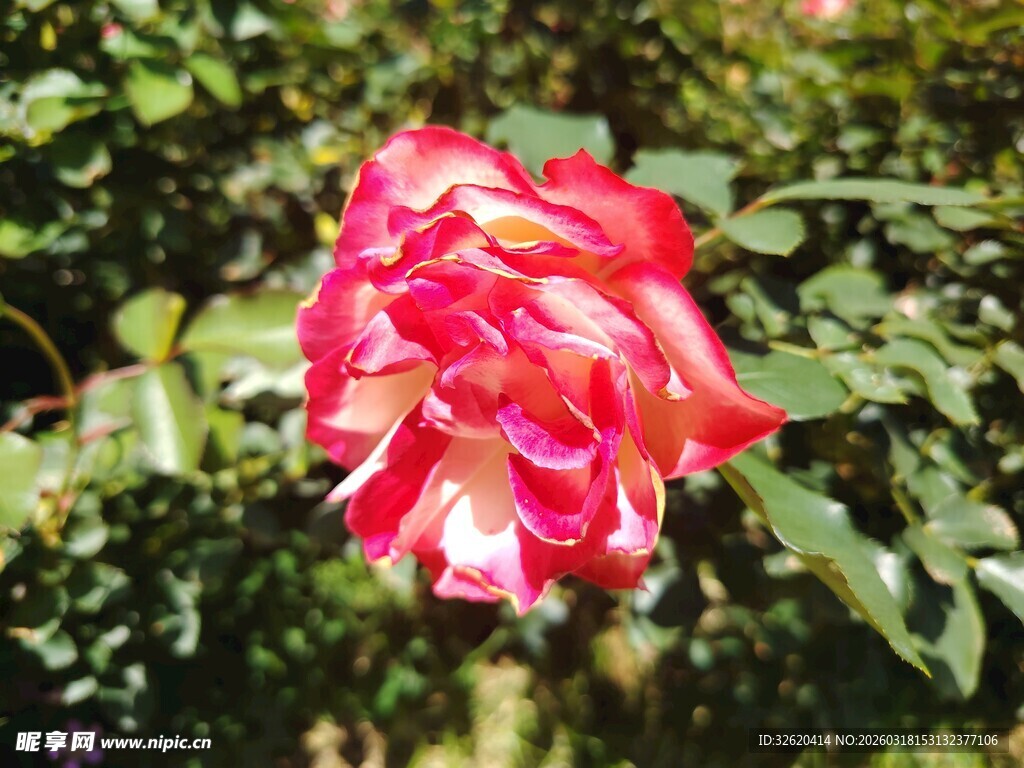 娇艳双色玫瑰绽放