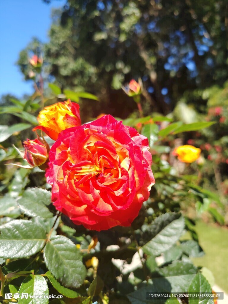 娇艳红玫瑰绽放绿叶间