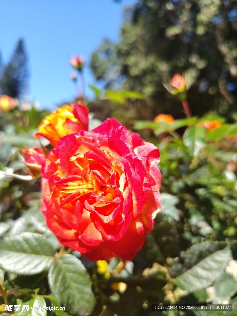 娇艳双色玫瑰绽放院中