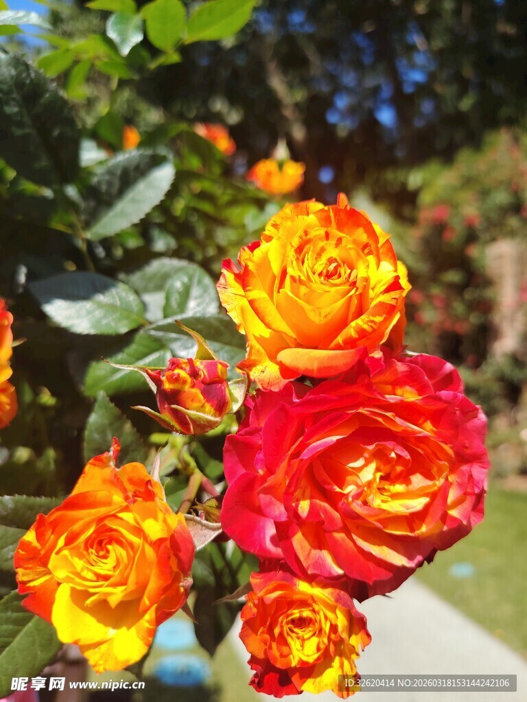 多彩艳丽的绽放玫瑰