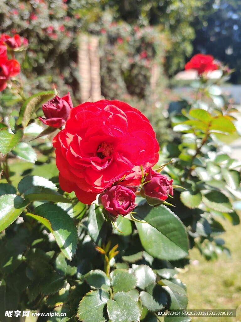 娇艳红玫瑰绽放于绿叶间