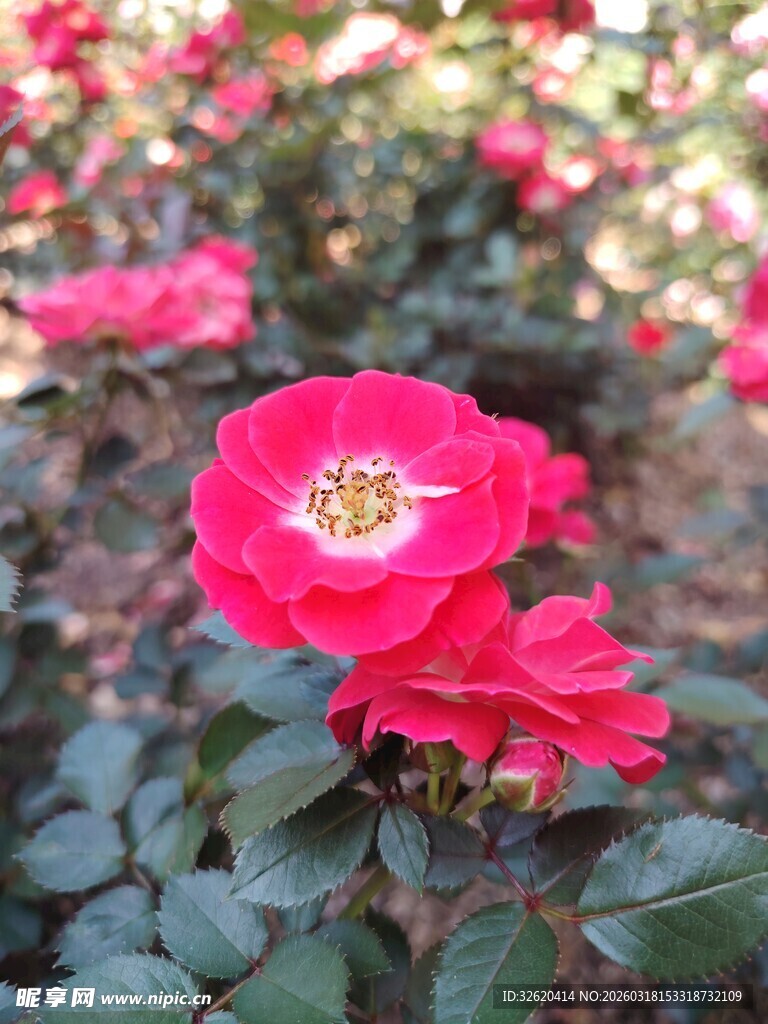 娇艳红玫瑰绽放于花丛