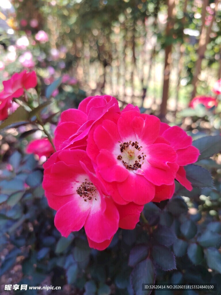 娇艳红蔷薇绽放