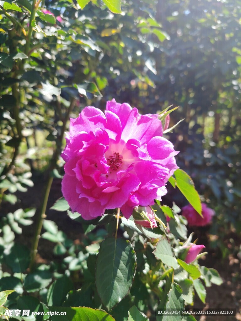 娇艳粉玫瑰绽放于绿叶间