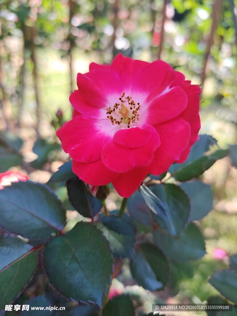 娇艳红玫瑰绽放绿叶间