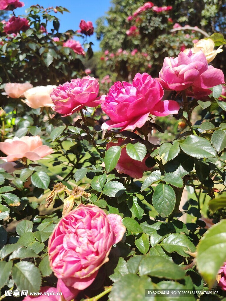 娇艳盛放的多彩玫瑰花