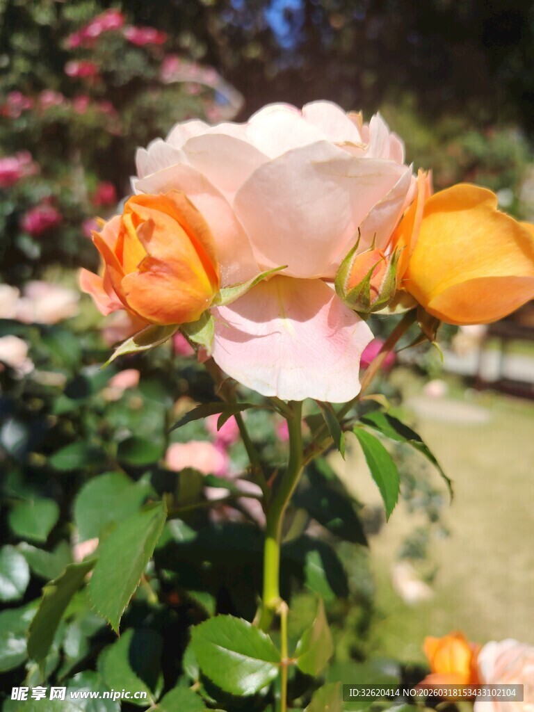 娇艳多彩的盛开玫瑰花