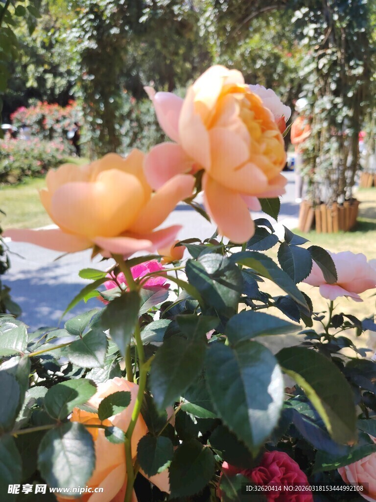 月季花