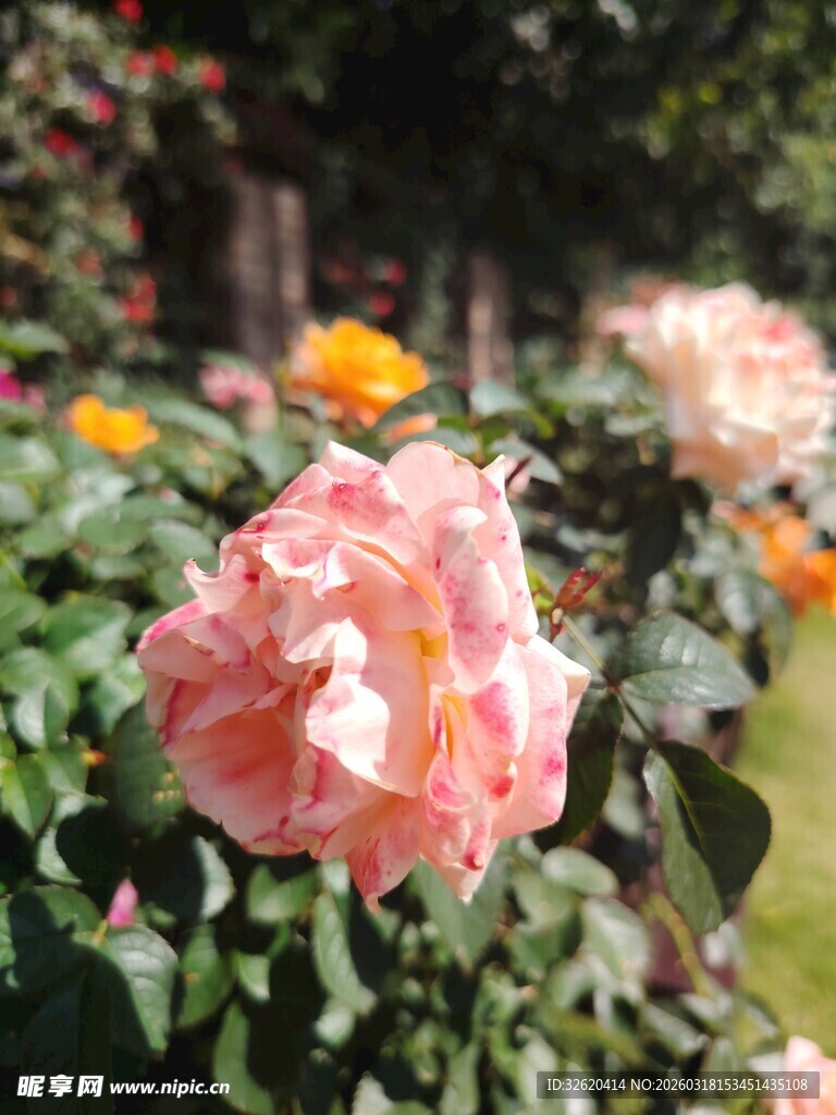 月季花