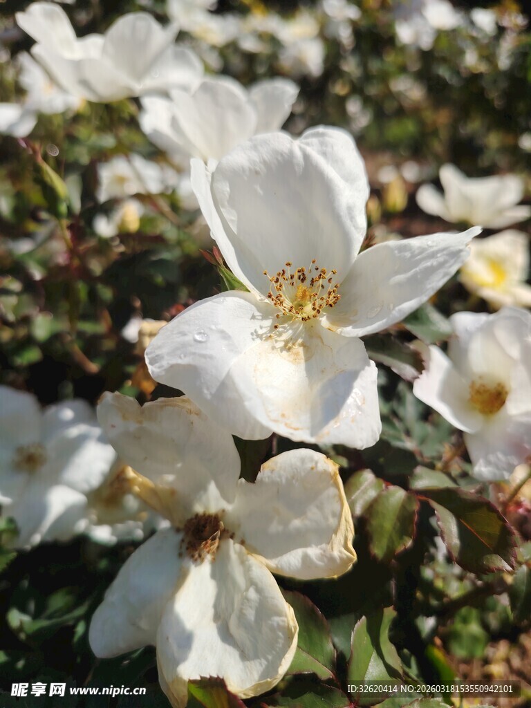 白色花朵绽放生机