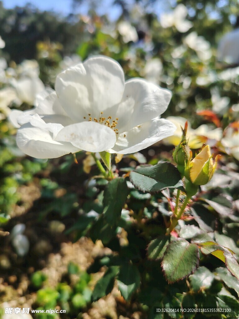 洁白绽放的美丽蔷薇花