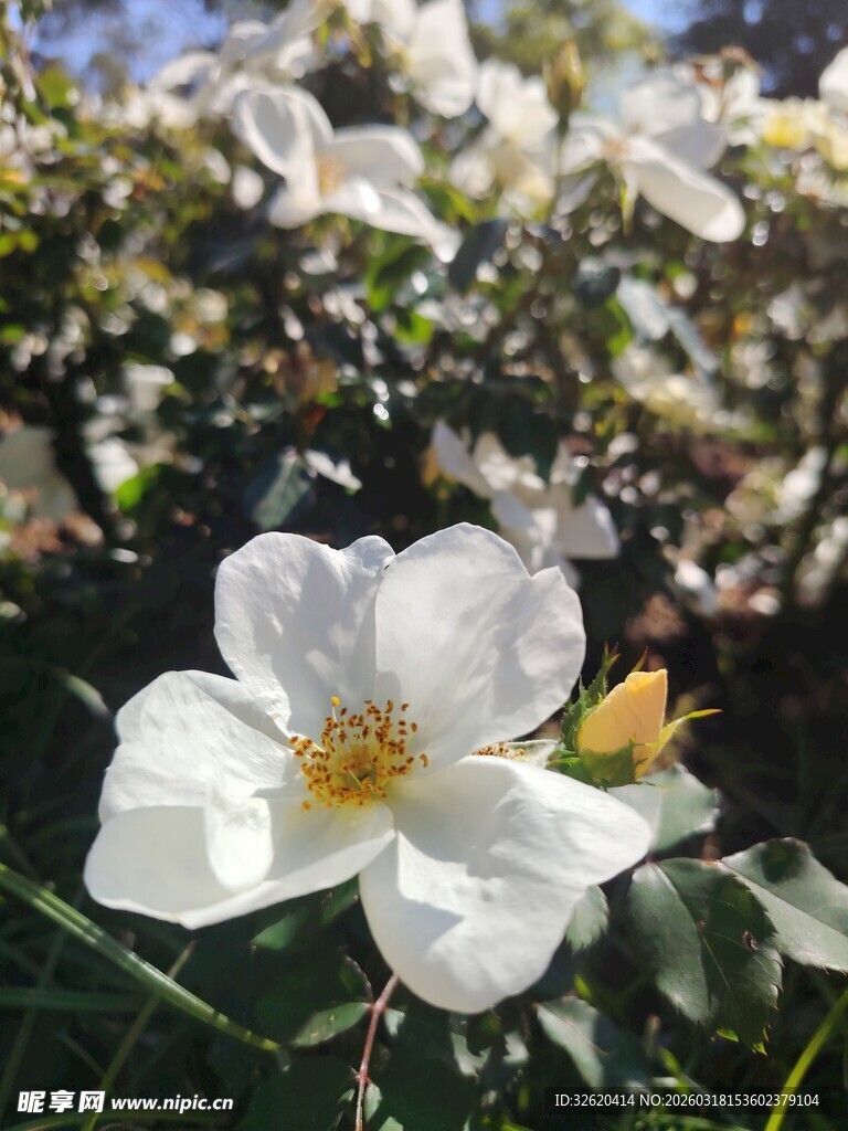 洁白山茶花绽放