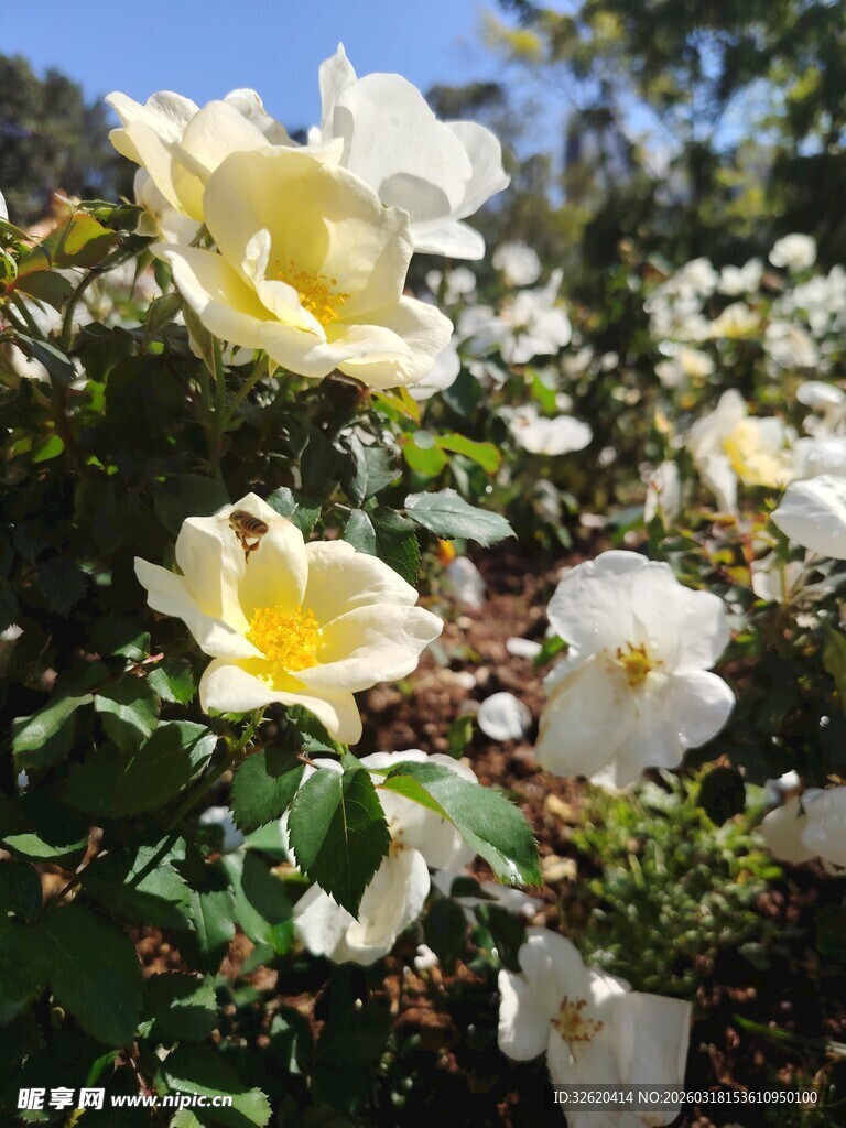 绽放的白色花朵