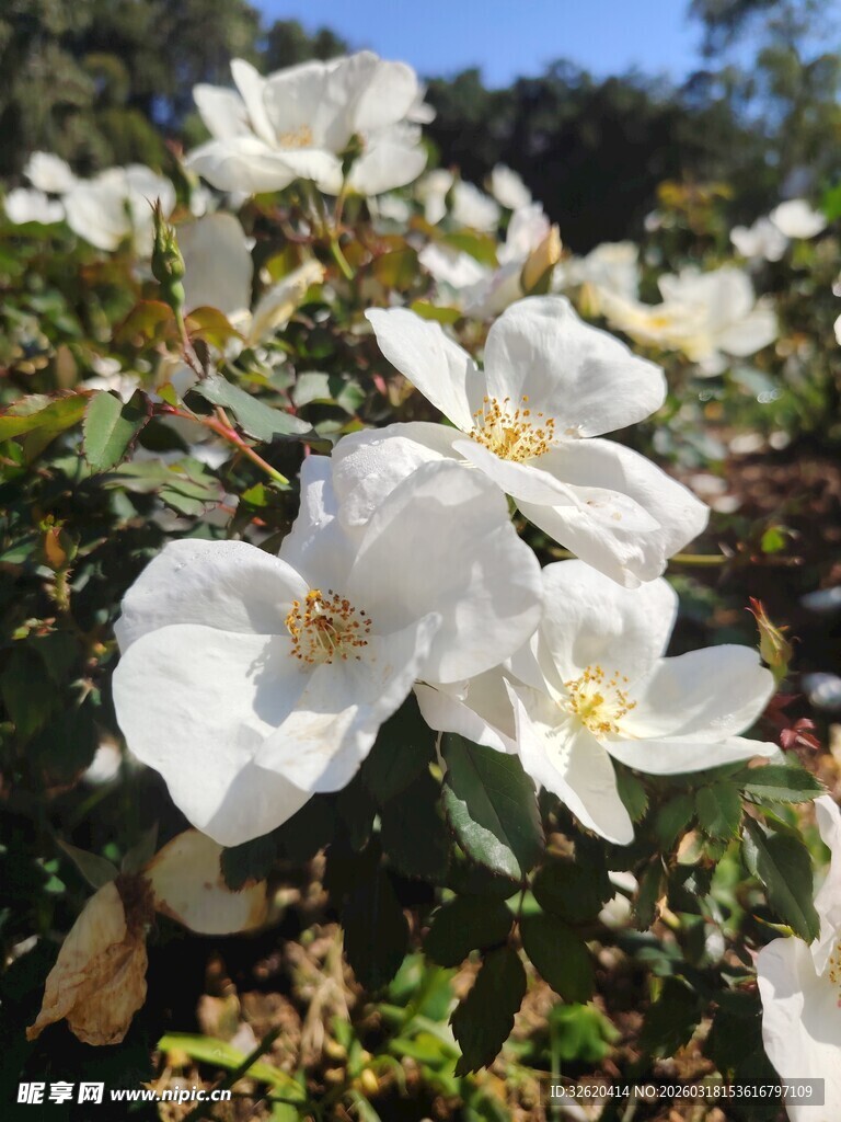 洁白绽放的美丽山茶花