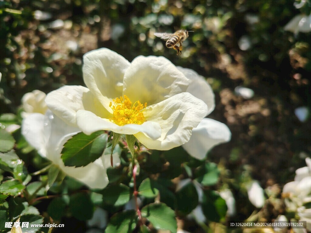 白色蔷薇旁飞舞的蜜蜂