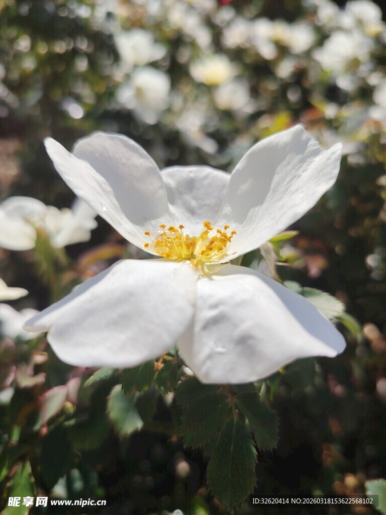 洁白野蔷薇绽放于花丛