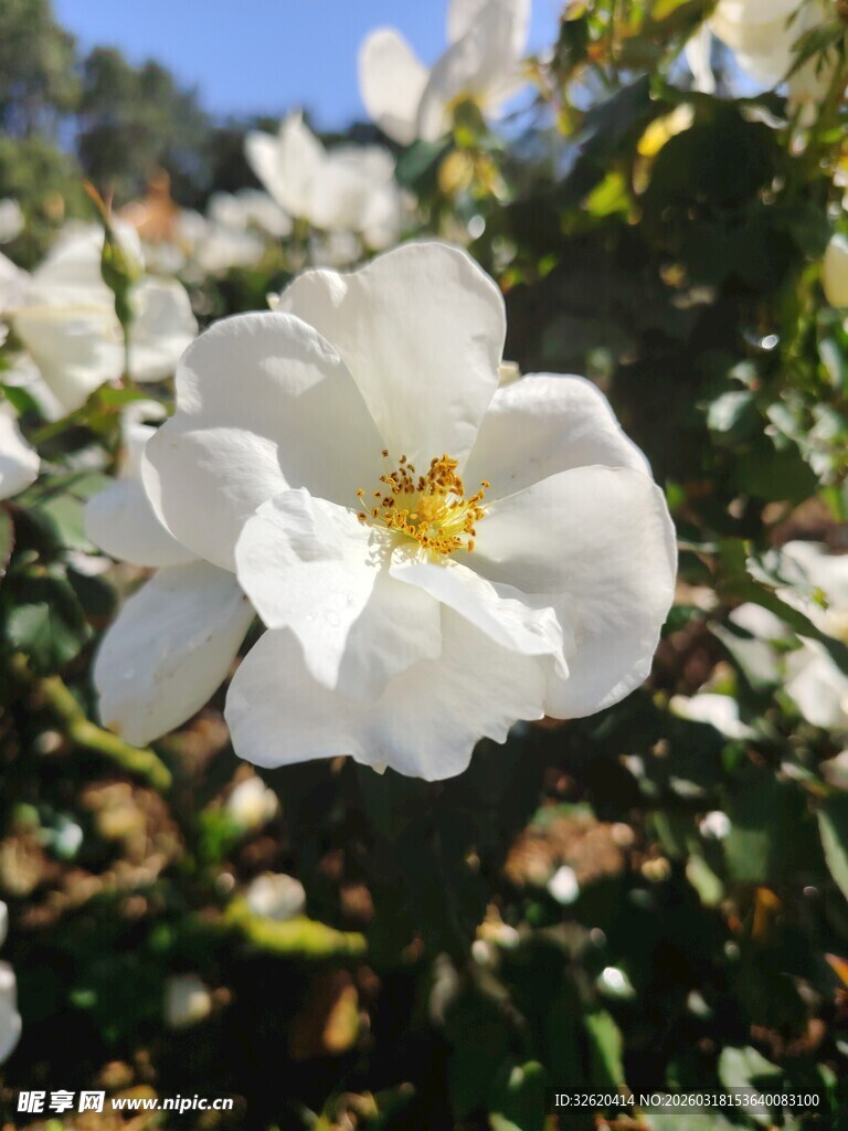 洁白绽放的美丽白玫瑰花