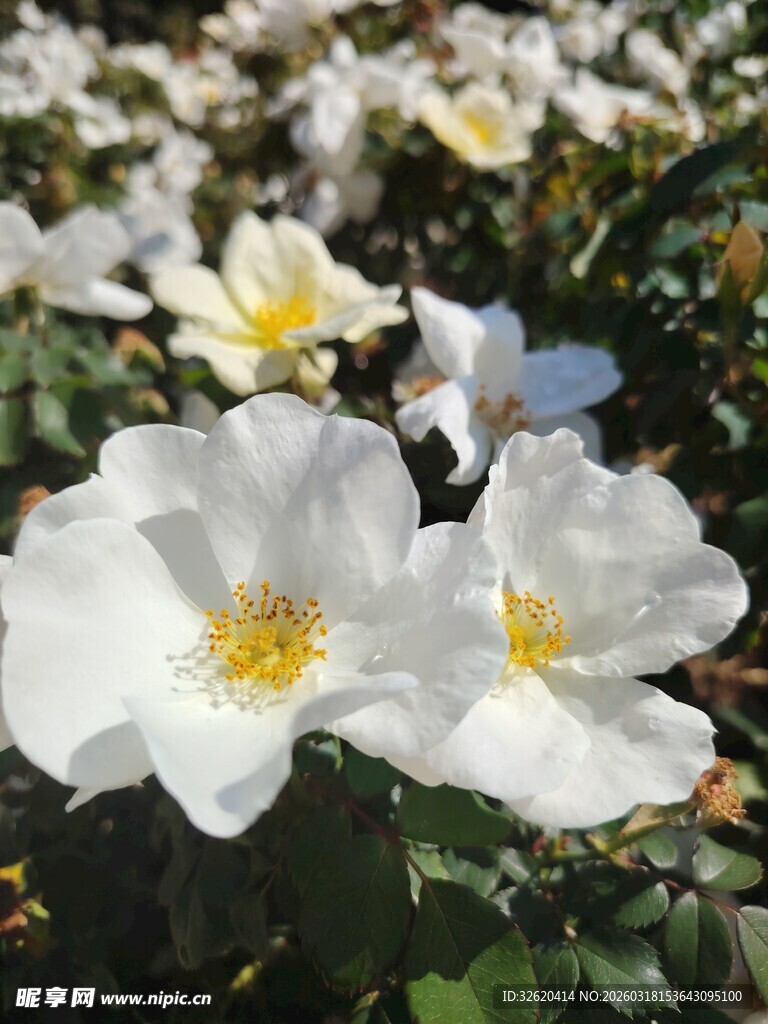 白色野蔷薇绽放美景
