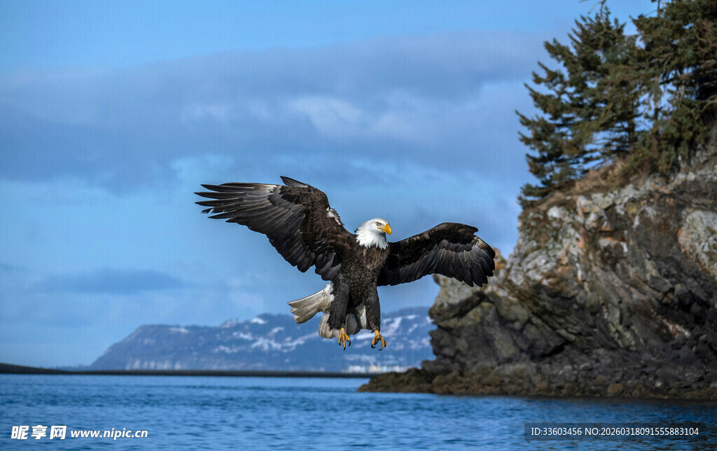 翱翔的雄鹰于山水间