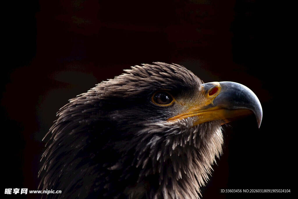 雄鹰特写