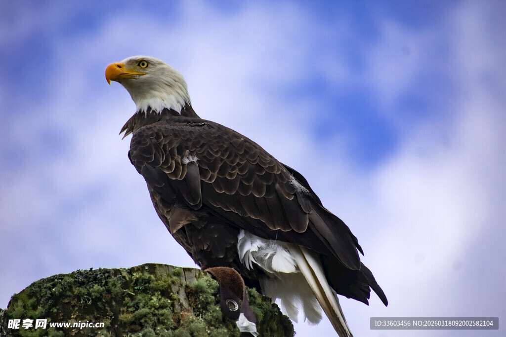 白头海雕立于岩石之上