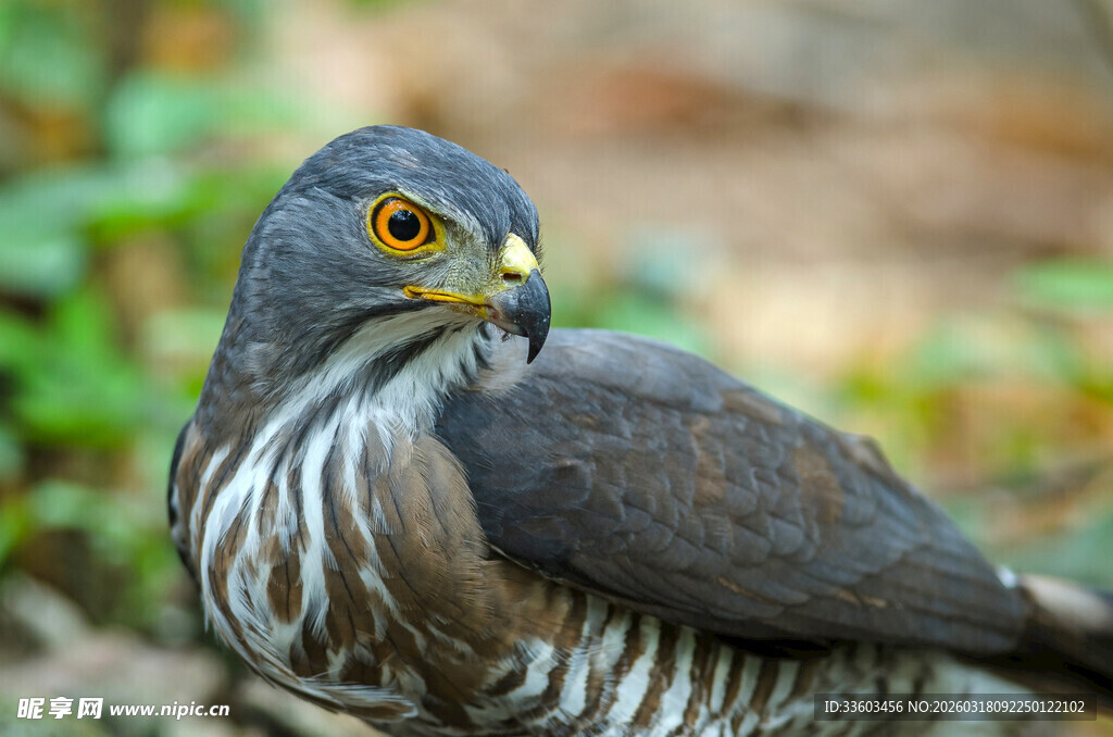 灰纹鹰特写