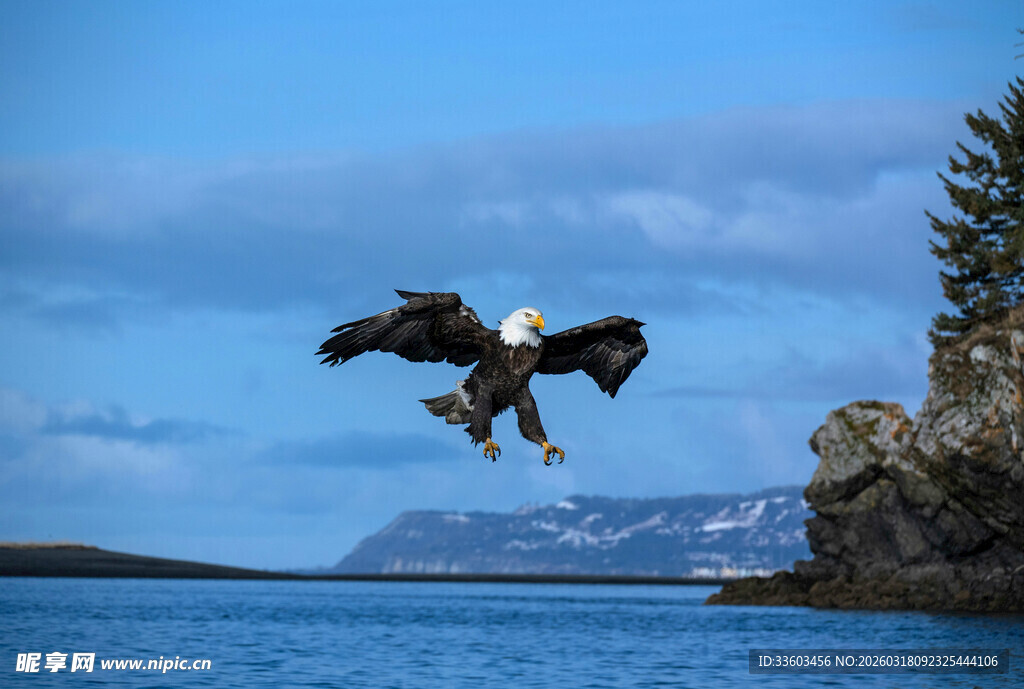 翱翔于蓝天的雄鹰