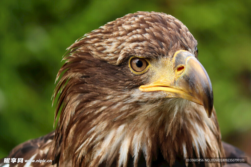 雄鹰特写