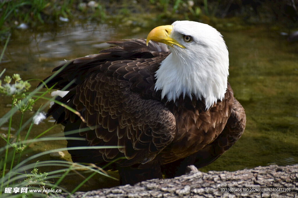 白头海雕栖息于水边树干